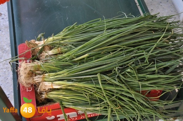 souq gan temar (36).JPG